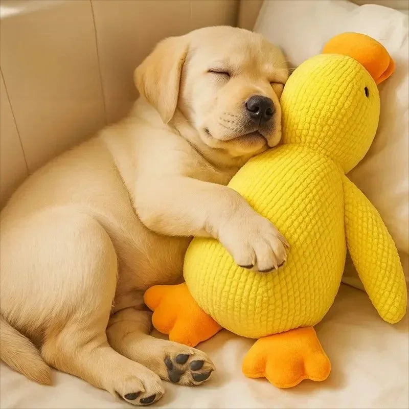 Sleeping Duck