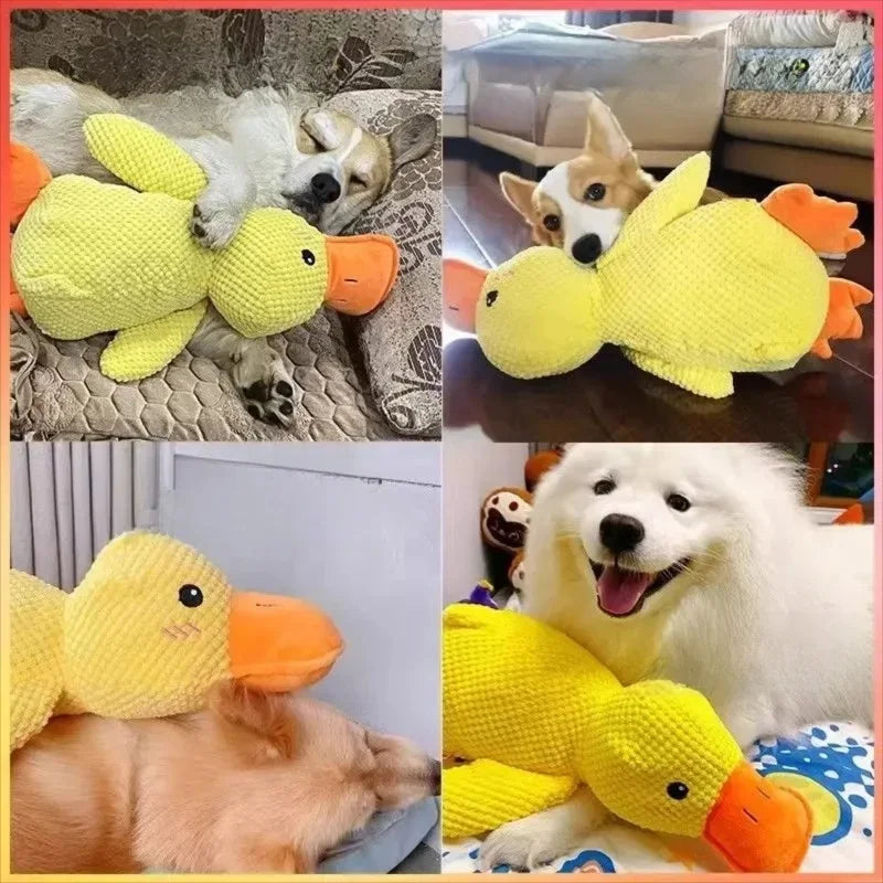 Sleeping Duck