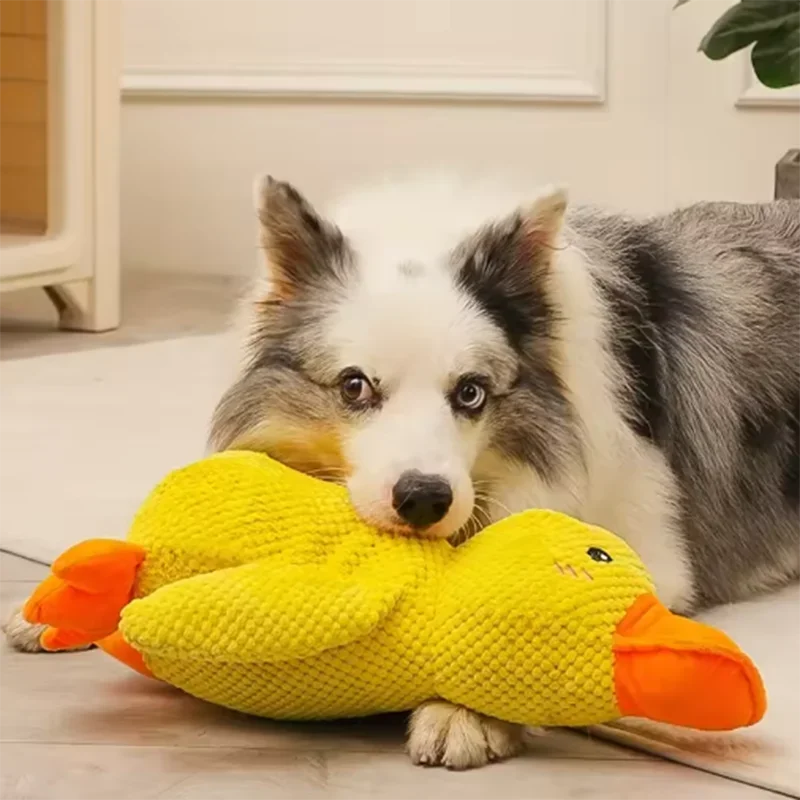 Sleeping Duck