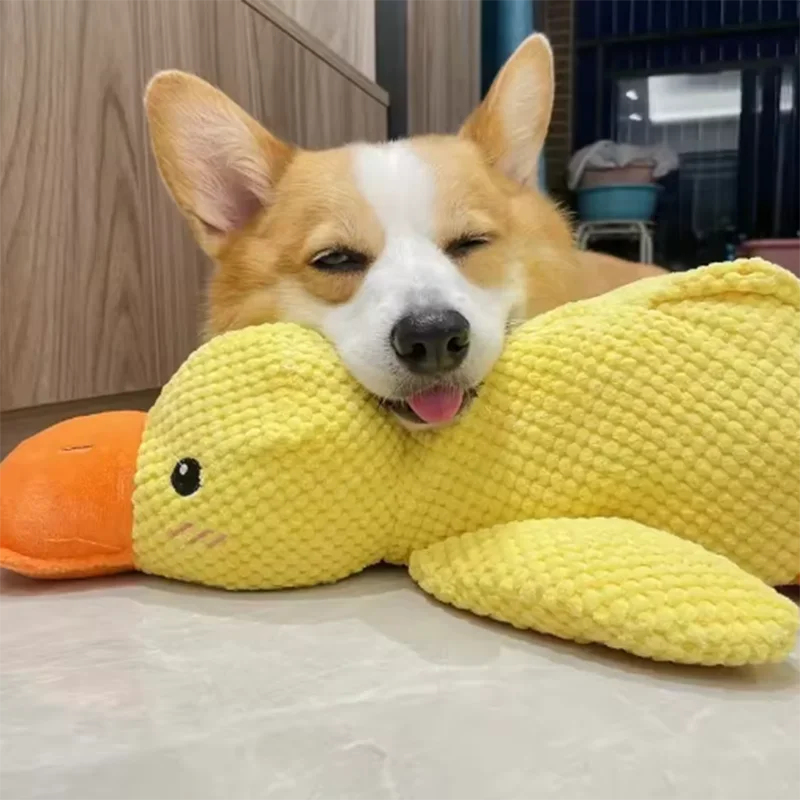Sleeping Duck