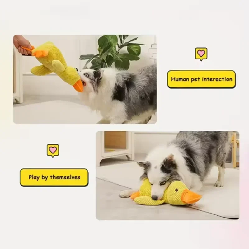 Sleeping Duck