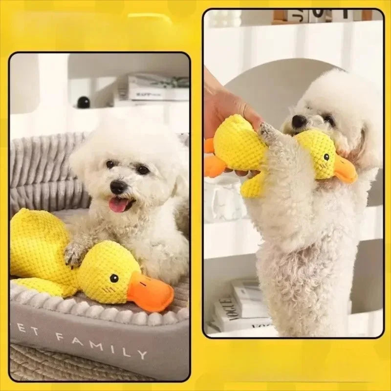 Sleeping Duck